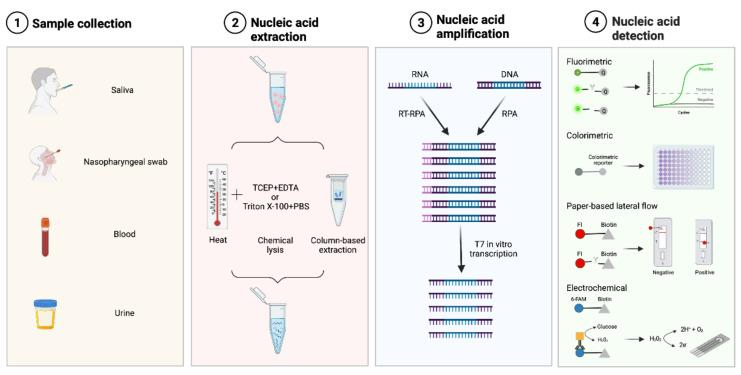 https://cdn.ncbi.nlm.nih.gov/pmc/blobs/a460/8836363/2522b746e9aa/ijms-23-01757-g003.jpg