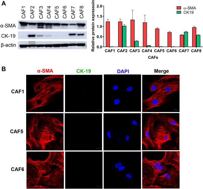 https://cdn.ncbi.nlm.nih.gov/pmc/blobs/a467/9459012/962691af47e5/fphar-13-897368-g001.jpg