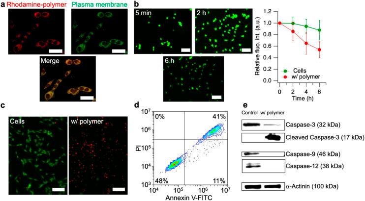 https://cdn.ncbi.nlm.nih.gov/pmc/blobs/a46b/12395278/5fb48a92cbe5/d5sc04256a-f5.jpg