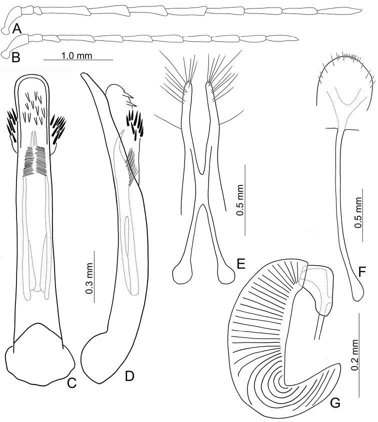 https://cdn.ncbi.nlm.nih.gov/pmc/blobs/a46b/9005468/27e7cb81851e/zookeys-1091-161-g007.jpg