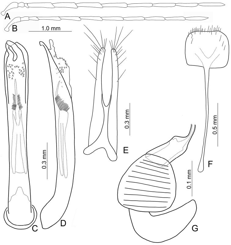 https://cdn.ncbi.nlm.nih.gov/pmc/blobs/a46b/9005468/4c05a9805e41/zookeys-1091-161-g012.jpg