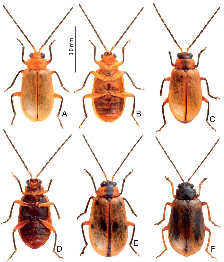 https://cdn.ncbi.nlm.nih.gov/pmc/blobs/a46b/9005468/56a008d45dd2/zookeys-1091-161-g014.jpg