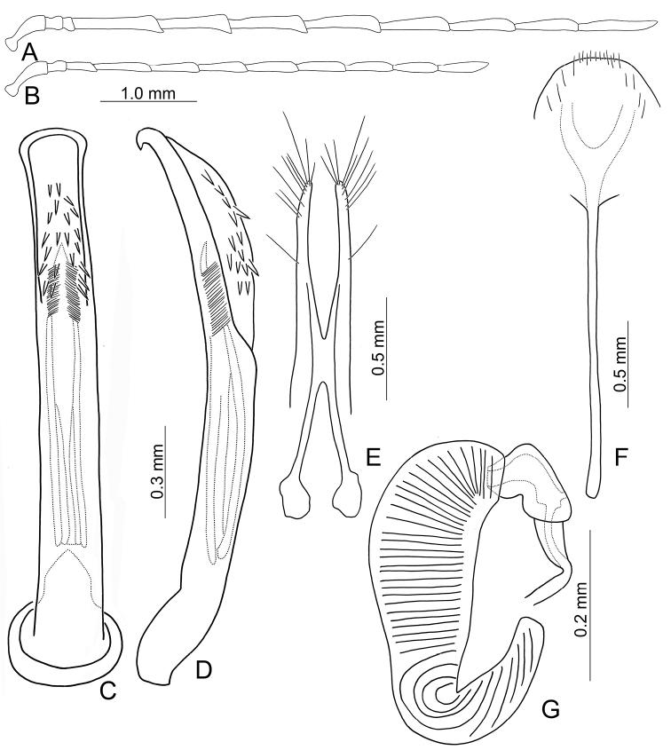 https://cdn.ncbi.nlm.nih.gov/pmc/blobs/a46b/9005468/bf4a44d7f918/zookeys-1091-161-g008.jpg