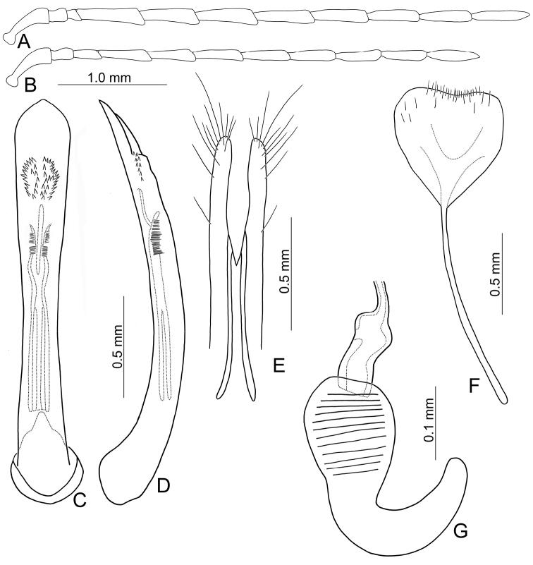 https://cdn.ncbi.nlm.nih.gov/pmc/blobs/a46b/9005468/cd62cd244ebc/zookeys-1091-161-g024.jpg