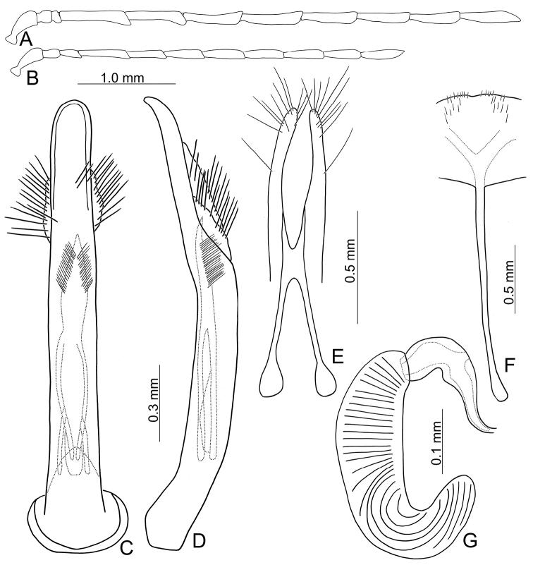 https://cdn.ncbi.nlm.nih.gov/pmc/blobs/a46b/9005468/df6a75185660/zookeys-1091-161-g004.jpg