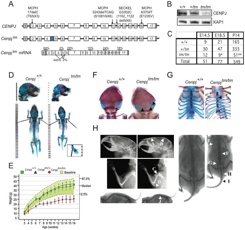https://cdn.ncbi.nlm.nih.gov/pmc/blobs/a46d/3499256/16500545f816/pgen.1003022.g001.jpg