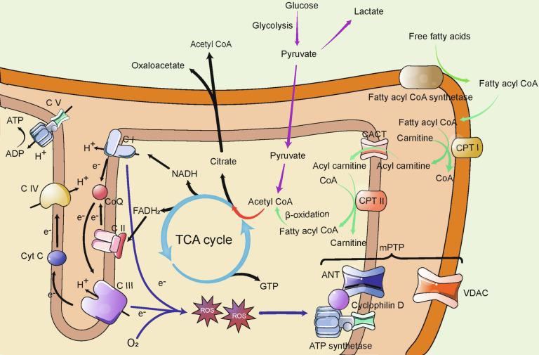 https://cdn.ncbi.nlm.nih.gov/pmc/blobs/a47c/11724432/01be622fa0ce/41392_2024_2044_Fig2_HTML.jpg