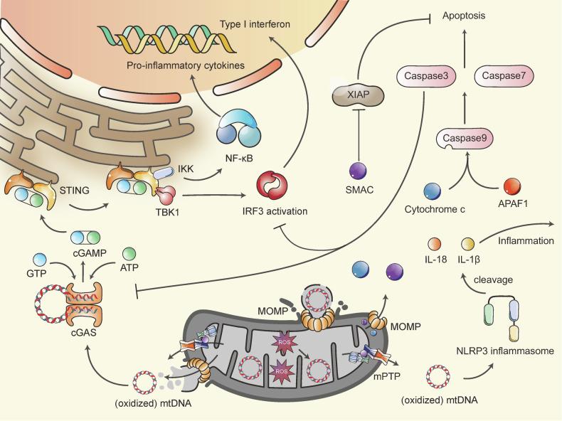 https://cdn.ncbi.nlm.nih.gov/pmc/blobs/a47c/11724432/0e384201c64f/41392_2024_2044_Fig4_HTML.jpg