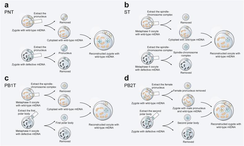 https://cdn.ncbi.nlm.nih.gov/pmc/blobs/a47c/11724432/18618c5295c9/41392_2024_2044_Fig7_HTML.jpg
