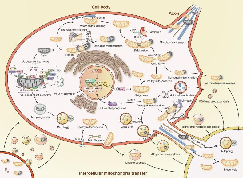 https://cdn.ncbi.nlm.nih.gov/pmc/blobs/a47c/11724432/62bd0438001c/41392_2024_2044_Fig3_HTML.jpg