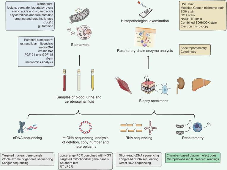 https://cdn.ncbi.nlm.nih.gov/pmc/blobs/a47c/11724432/8a63def00465/41392_2024_2044_Fig6_HTML.jpg