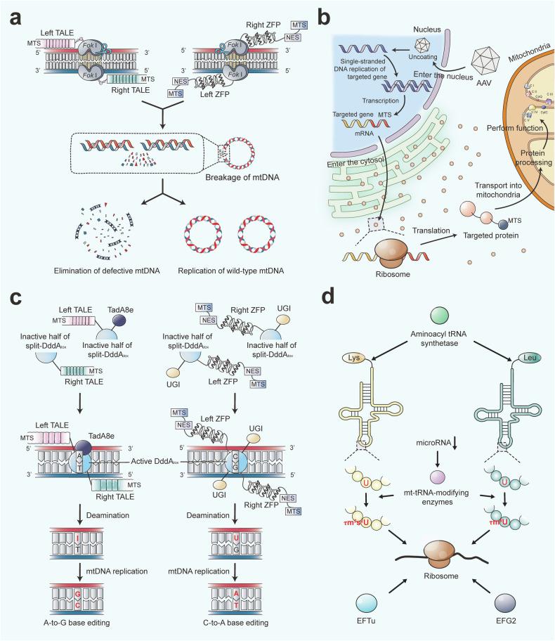 https://cdn.ncbi.nlm.nih.gov/pmc/blobs/a47c/11724432/ca6157b6a48b/41392_2024_2044_Fig8_HTML.jpg
