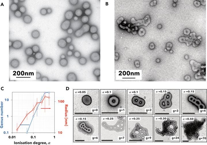 https://cdn.ncbi.nlm.nih.gov/pmc/blobs/a481/6153420/034acb27c20e/gr6.jpg