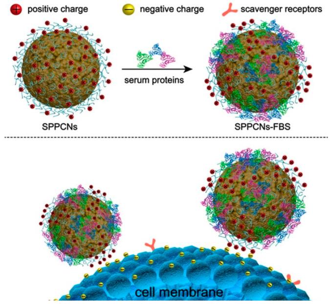 https://cdn.ncbi.nlm.nih.gov/pmc/blobs/a483/10610106/25697d000aa9/pharmaceutics-15-02482-g005.jpg
