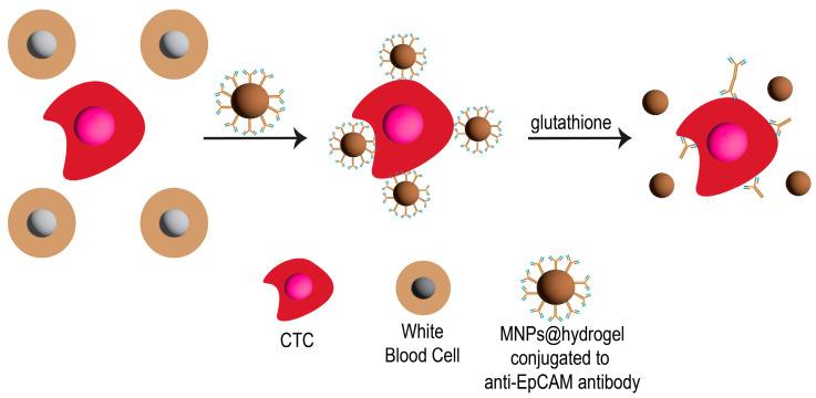 https://cdn.ncbi.nlm.nih.gov/pmc/blobs/a483/10610106/2b39a30bc759/pharmaceutics-15-02482-g002.jpg