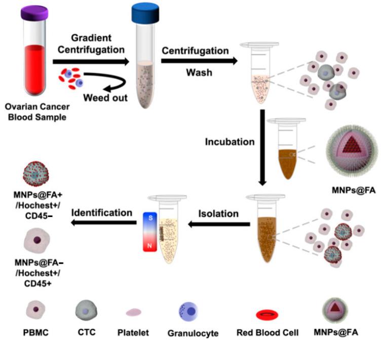 https://cdn.ncbi.nlm.nih.gov/pmc/blobs/a483/10610106/e289cd0b7514/pharmaceutics-15-02482-g004.jpg
