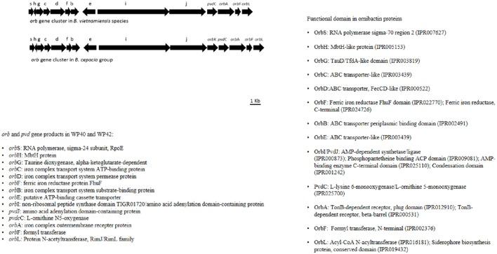 https://cdn.ncbi.nlm.nih.gov/pmc/blobs/a483/5347143/11fd15ee9f9c/fmicb-08-00386-g0007.jpg