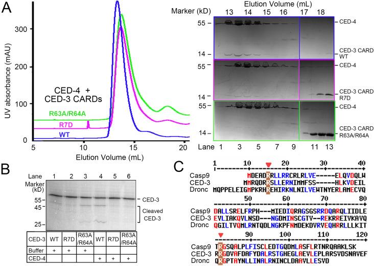 https://cdn.ncbi.nlm.nih.gov/pmc/blobs/a487/10320015/1693be3b7c86/LSA-2023-02056_Fig4.jpg