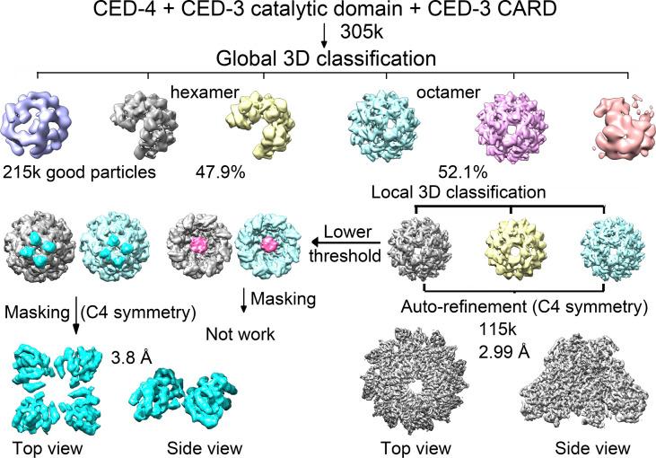 https://cdn.ncbi.nlm.nih.gov/pmc/blobs/a487/10320015/2560bdeb2627/LSA-2023-02056_FigS7.jpg