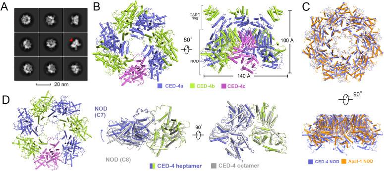 https://cdn.ncbi.nlm.nih.gov/pmc/blobs/a487/10320015/6c0629742798/LSA-2023-02056_Fig2.jpg