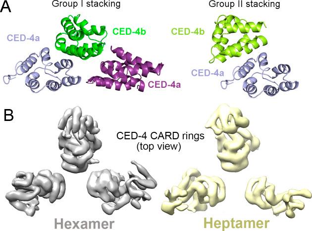 https://cdn.ncbi.nlm.nih.gov/pmc/blobs/a487/10320015/b940d36f9bbf/LSA-2023-02056_FigS4.jpg