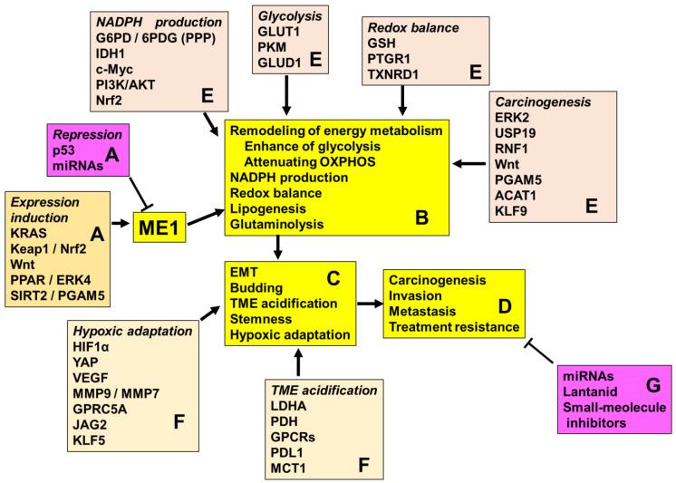 https://cdn.ncbi.nlm.nih.gov/pmc/blobs/a488/11854147/2f02659efd27/cimb-47-00083-g002.jpg