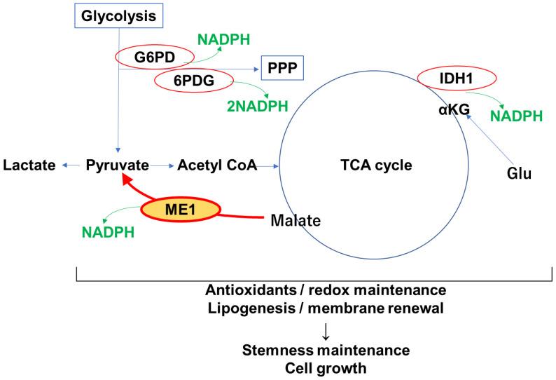 https://cdn.ncbi.nlm.nih.gov/pmc/blobs/a488/11854147/e31ee3e5ccbb/cimb-47-00083-g001.jpg