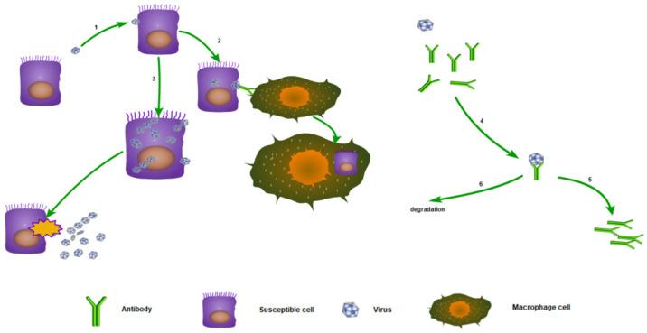 https://cdn.ncbi.nlm.nih.gov/pmc/blobs/a48a/10891746/a3a894400286/viruses-16-00216-g001.jpg