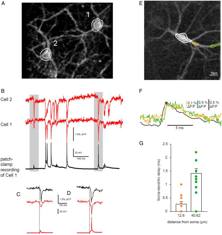 https://cdn.ncbi.nlm.nih.gov/pmc/blobs/a48d/8017929/eb004357bb85/pnas.2020235118fig07.jpg