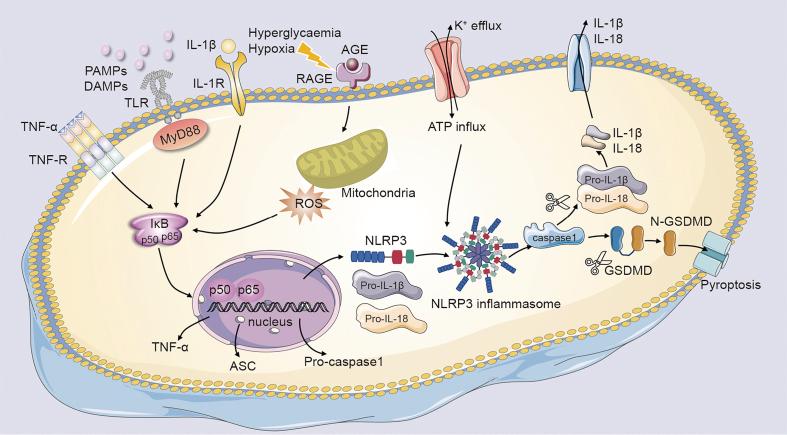 https://cdn.ncbi.nlm.nih.gov/pmc/blobs/a48e/10859537/3a030cfe0348/gr2.jpg
