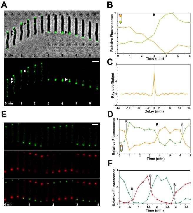 https://cdn.ncbi.nlm.nih.gov/pmc/blobs/a492/2907295/3c8eeb429e24/pbio.1000430.g004.jpg