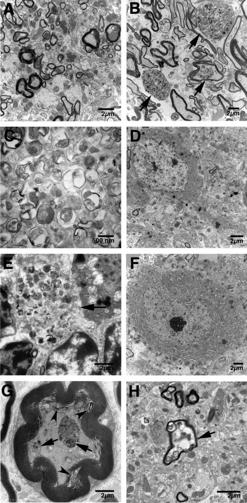 https://cdn.ncbi.nlm.nih.gov/pmc/blobs/a494/2807372/5118394695e5/ddp53108.jpg