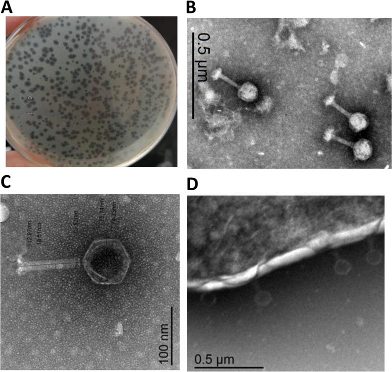 https://cdn.ncbi.nlm.nih.gov/pmc/blobs/a49a/11179266/9585f792960b/12866_2024_3355_Fig1_HTML.jpg