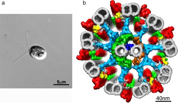 https://cdn.ncbi.nlm.nih.gov/pmc/blobs/a49e/4629670/97c83e803998/9_141f1.jpg