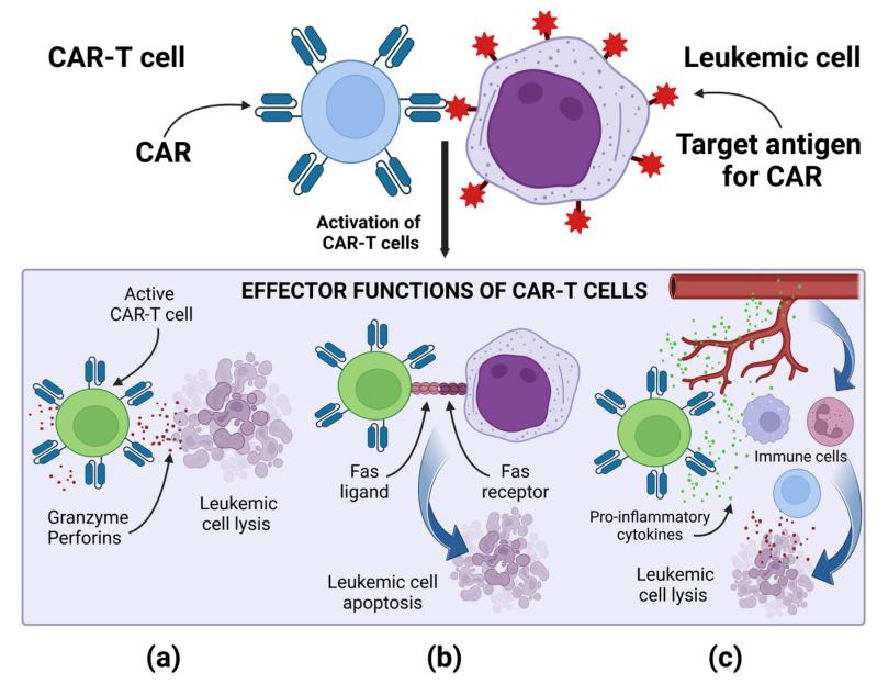 https://cdn.ncbi.nlm.nih.gov/pmc/blobs/a49f/10252035/8944d447eb3e/cancers-15-02944-g002.jpg
