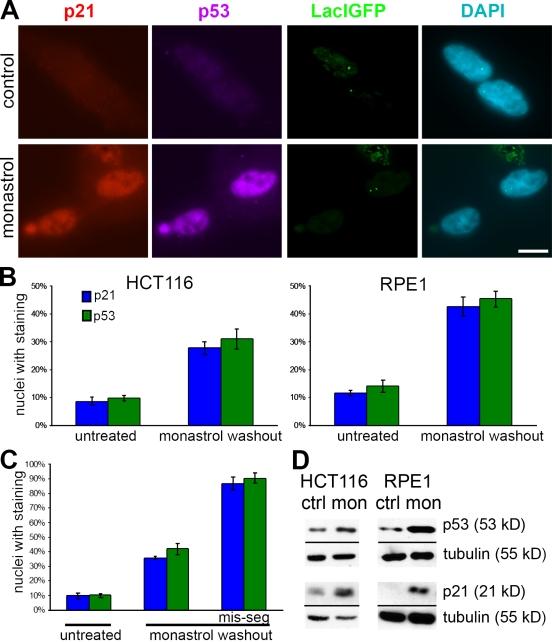 https://cdn.ncbi.nlm.nih.gov/pmc/blobs/a4a0/2819684/37c9c813cd77/JCB_200905057_RGB_Fig3.jpg