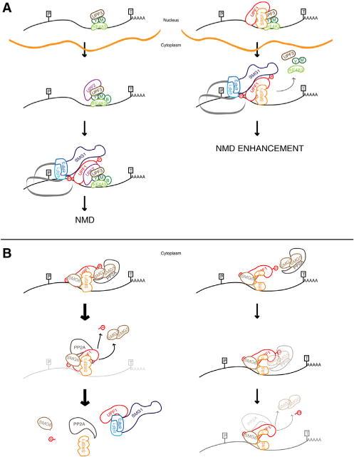 https://cdn.ncbi.nlm.nih.gov/pmc/blobs/a4a0/5999336/a74bfe1cd05d/nihms970657f7.jpg