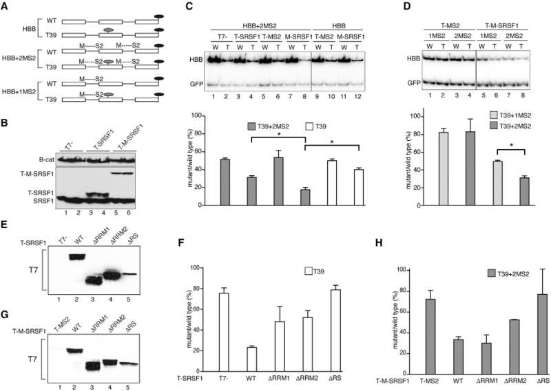 https://cdn.ncbi.nlm.nih.gov/pmc/blobs/a4a0/5999336/e1d223e63a9b/nihms970657f1.jpg