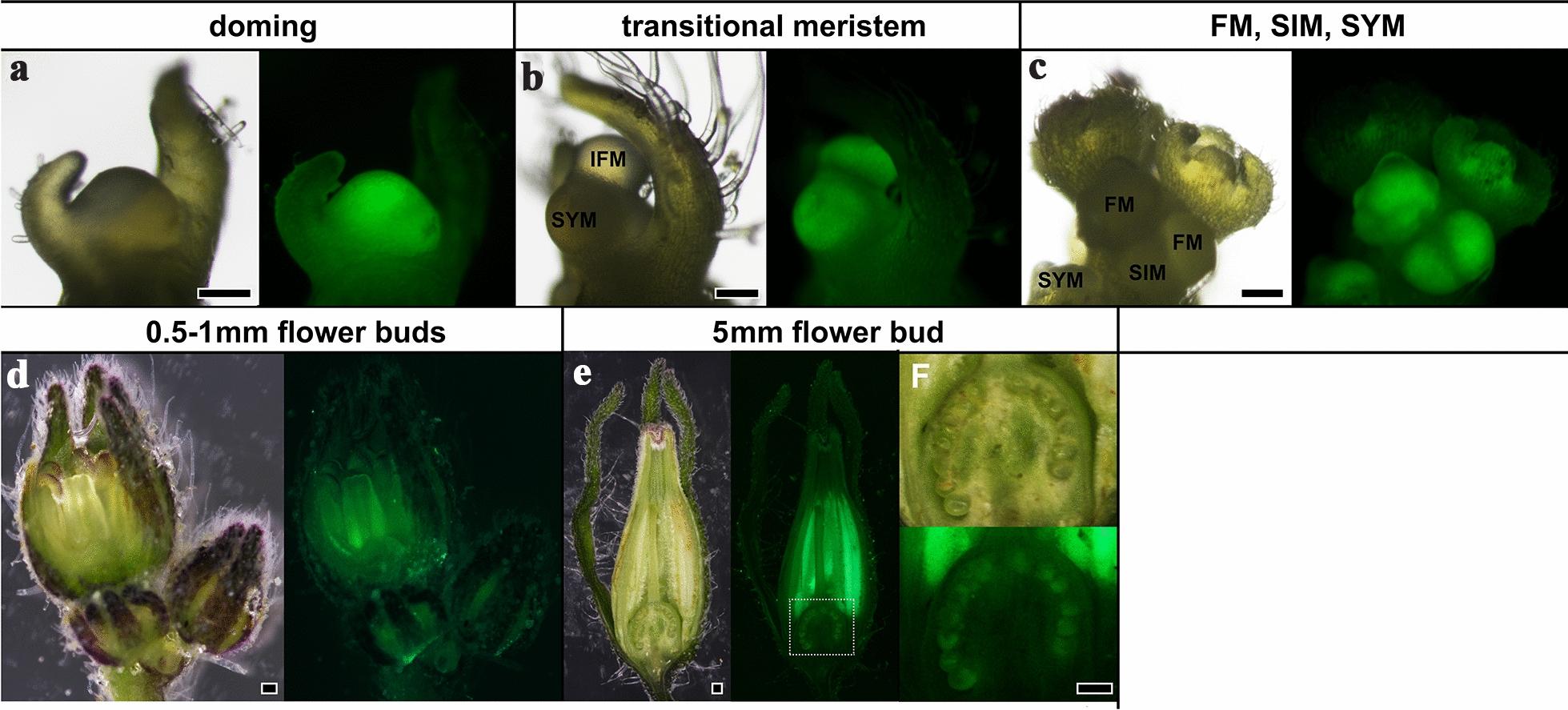 https://cdn.ncbi.nlm.nih.gov/pmc/blobs/a4a0/7670716/3f76cb032903/13007_2020_694_Fig8_HTML.jpg
