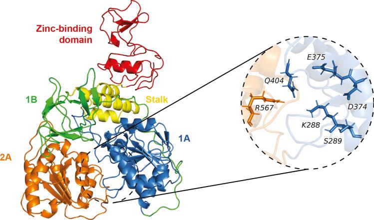 https://cdn.ncbi.nlm.nih.gov/pmc/blobs/a4a4/8196922/83249f2862a1/11030_2021_10251_Fig1_HTML.jpg
