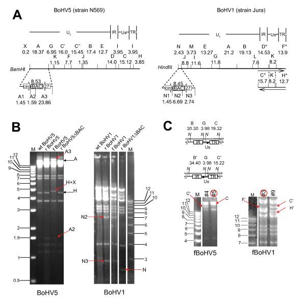 https://cdn.ncbi.nlm.nih.gov/pmc/blobs/a4a5/2770474/3be35b3d3c1e/1756-0500-2-209-1.jpg