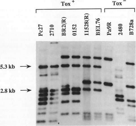https://cdn.ncbi.nlm.nih.gov/pmc/blobs/a4ab/208062/3305ec017ea1/jbacter00103-0205-b.jpg