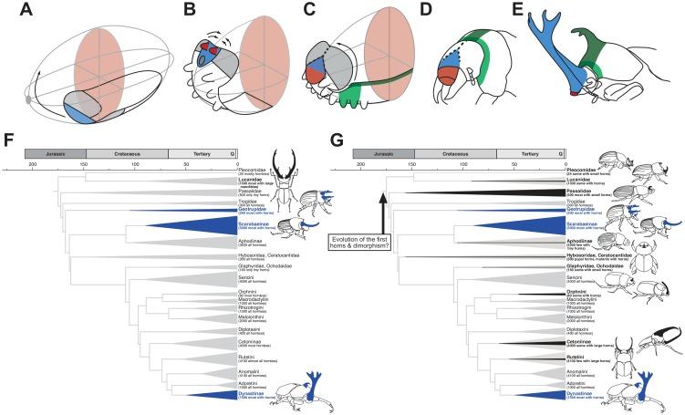 https://cdn.ncbi.nlm.nih.gov/pmc/blobs/a4ad/6171792/66b7b351244f/pgen.1007651.g006.jpg