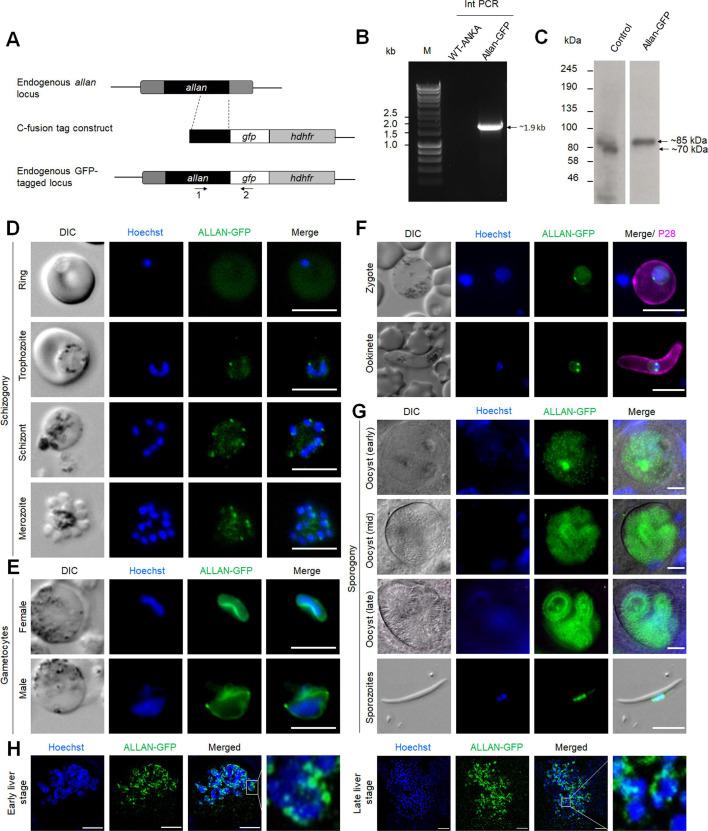 https://cdn.ncbi.nlm.nih.gov/pmc/blobs/a4af/12092005/48d1fd0ef44c/elife-106537-fig6-figsupp1.jpg