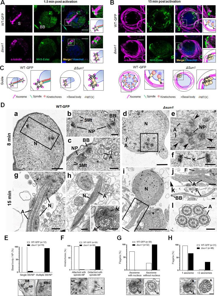 https://cdn.ncbi.nlm.nih.gov/pmc/blobs/a4af/12092005/6d0396493311/elife-106537-fig4.jpg