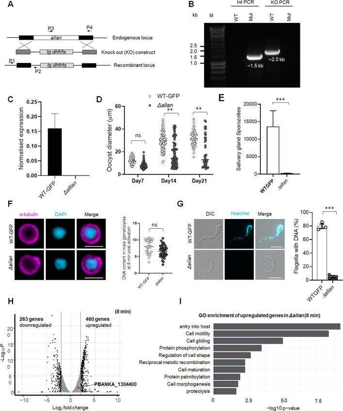 https://cdn.ncbi.nlm.nih.gov/pmc/blobs/a4af/12092005/87e1243173f4/elife-106537-fig7-figsupp1.jpg