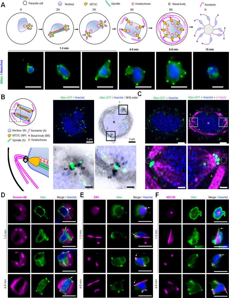https://cdn.ncbi.nlm.nih.gov/pmc/blobs/a4af/12092005/9b5208e015ba/elife-106537-fig6.jpg