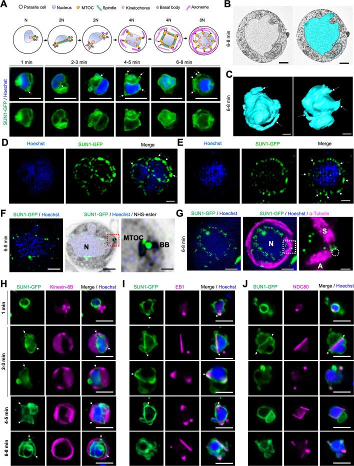 https://cdn.ncbi.nlm.nih.gov/pmc/blobs/a4af/12092005/dcd2c969669b/elife-106537-fig2.jpg