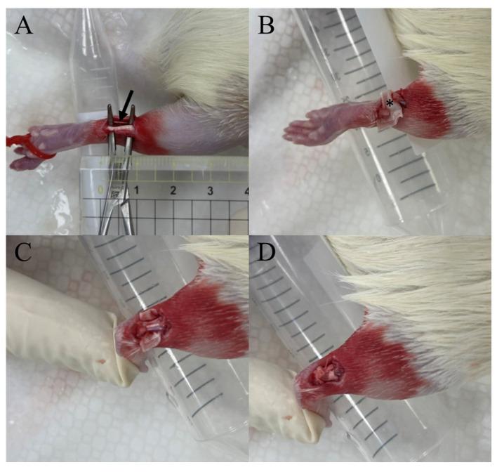 https://cdn.ncbi.nlm.nih.gov/pmc/blobs/a4b5/10671766/cfb47ade9979/ijms-24-16235-g006.jpg