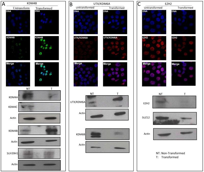 https://cdn.ncbi.nlm.nih.gov/pmc/blobs/a4b6/5604219/f44ed0ca405c/jcav08p2866g003.jpg